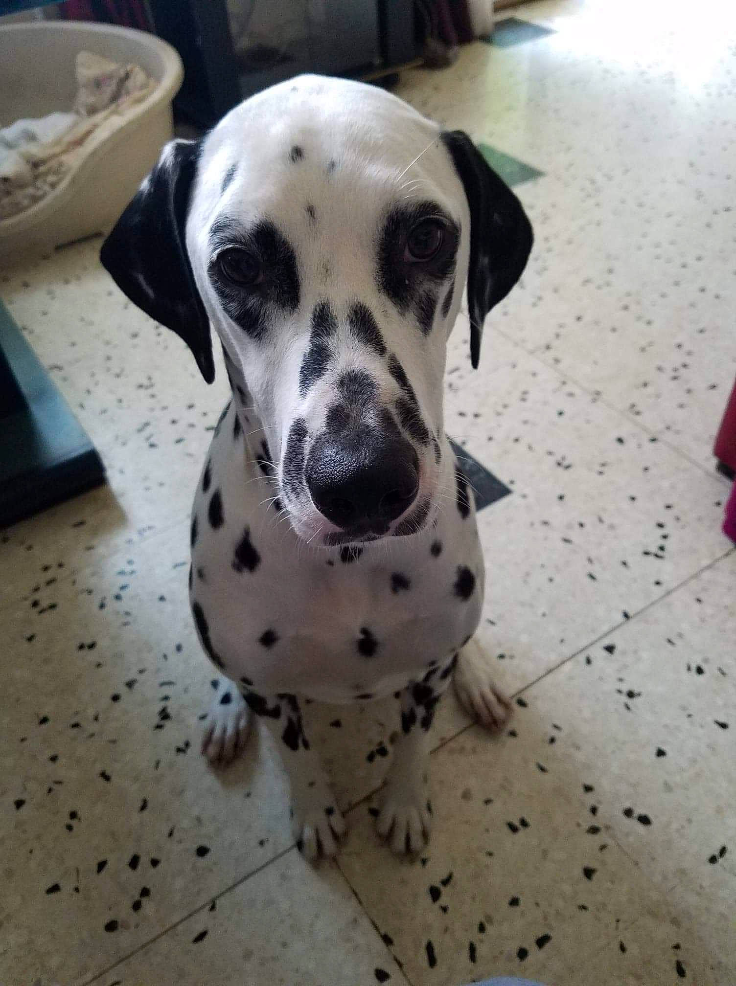 Oprah a rejoint le concours — aidez-le/la à gagner de superbes lots ! bowl, canidae, carnivore, companion_dog, dalmatian, dog, dog_breed, fawn, mixing_bowl, non_sporting_group, pet_supply, snout, sporting_group, terrestrial_animal, whiskers, working_animal