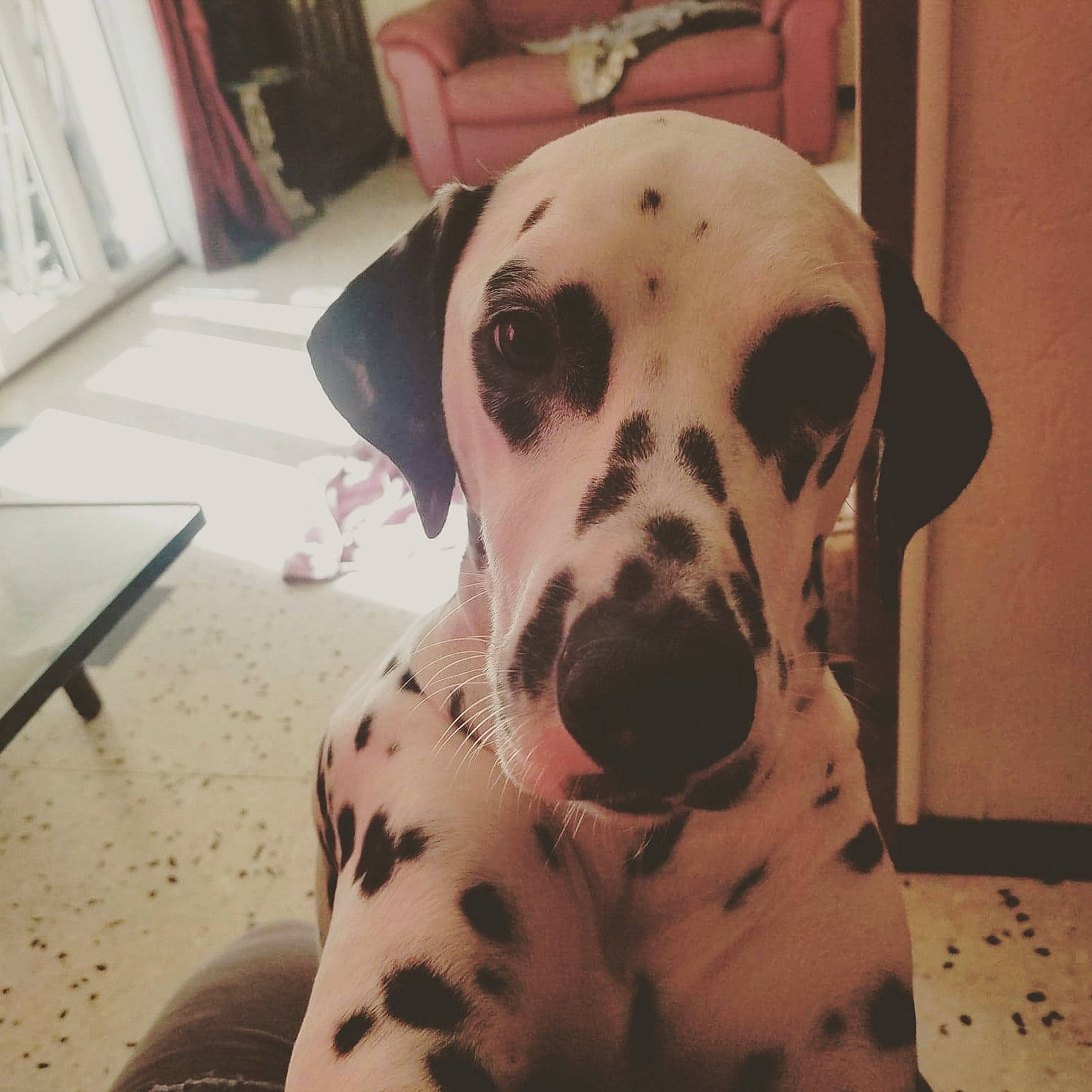 Oprah participe au concours pour gagner de l'argent avec cette photo : canidae, carnivore, comfort, companion_dog, dalmatian, dog, dog_breed, fawn, fur, guard_dog, mammal, non_sporting_group, snout, sporting_group, terrestrial_animal, whiskers, working_animal