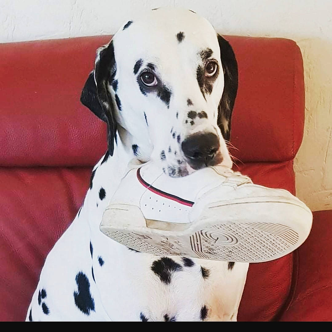 Joke a rejoint le concours — aidez-le/la à gagner de superbes lots ! canidae, carmine, carnivore, collar, comfort, companion_dog, dalmatian, dog, dog_breed, dog_collar, guard_dog, non_sporting_group, pattern, pet_supply, rectangle, snout, sporting_group, whiskers, white, working_animal