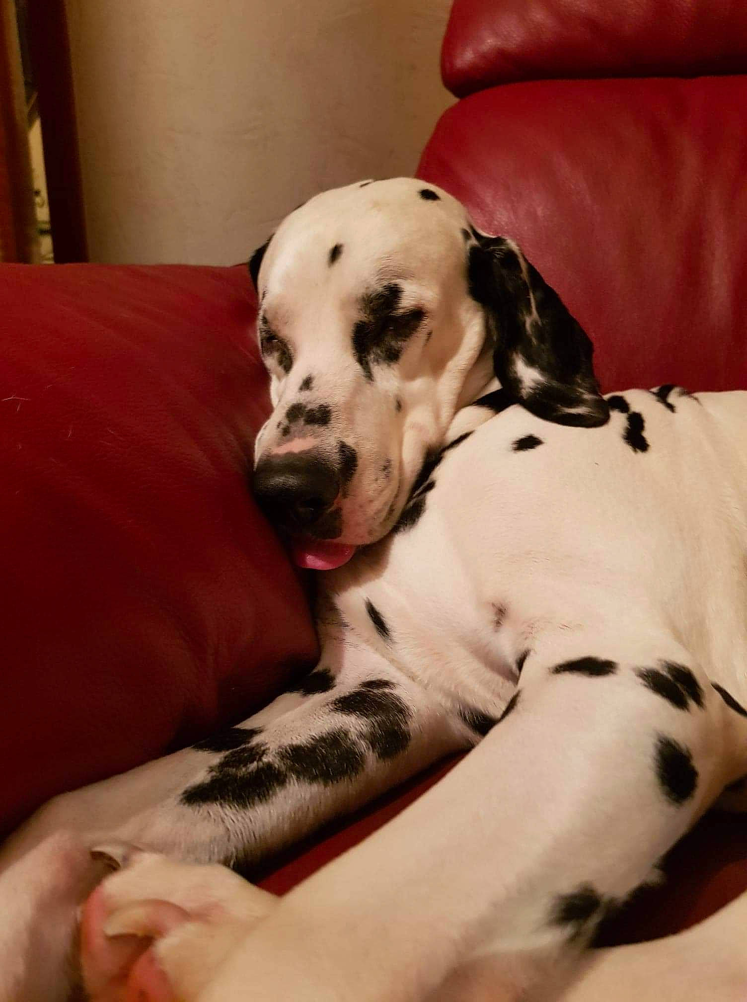 Joke participe au concours pour gagner de l'argent avec cette photo : carnivore, collar, comfort, companion_dog, couch, dalmatian, dog, dog_breed, dog_collar, dog_supply, fur, great_dane, guard_dog, monochrome_photography, pet_supply, puppy_love, snout, sporting_group, whiskers, working_animal