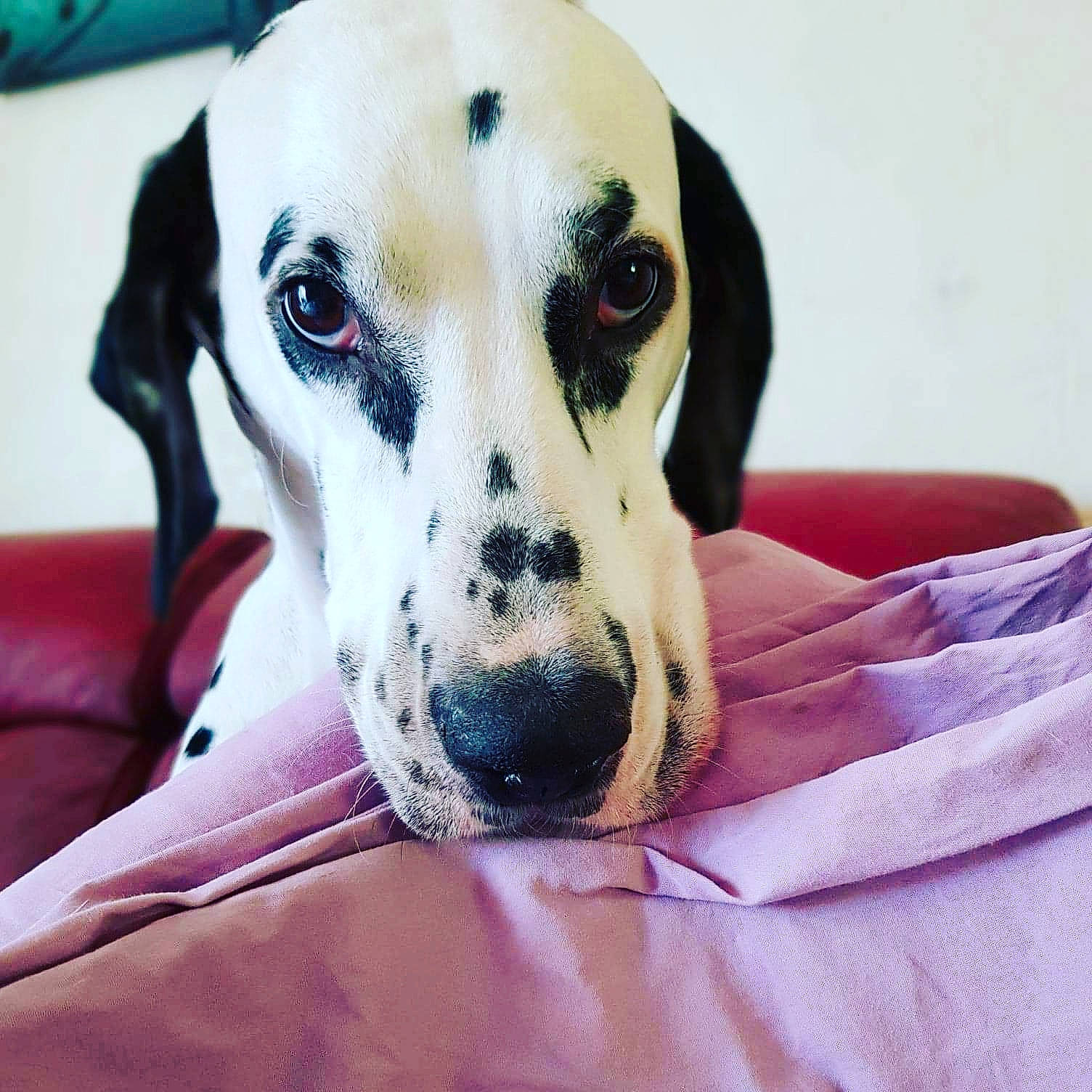 Joke participe au concours pour gagner de l'argent avec cette photo : canidae, carnivore, close_up, comfort, companion_dog, dalmatian, dog, dog_breed, eye, fur, guard_dog, head, non_sporting_group, pet_supply, snout, sporting_group, terrestrial_animal, whiskers, working_animal