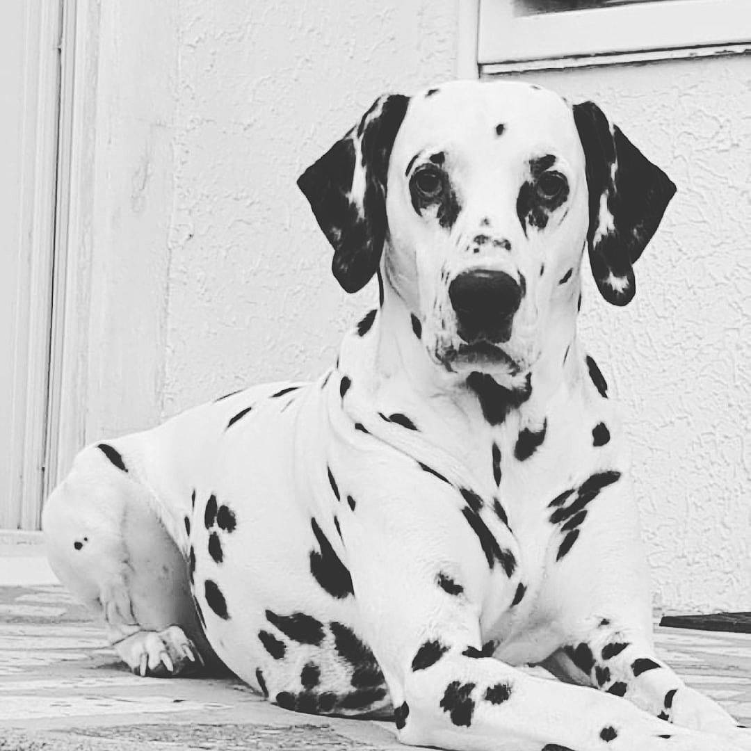 Joke a rejoint le concours — aidez-le/la à gagner de superbes lots ! black_and_white, canidae, carnivore, companion_dog, dog, dog_breed, dog_collar, dog_supply, fawn, monochrome, monochrome_photography, pattern, pet_supply, snout, sporting_group, stock_photography, style, terrestrial_animal, white, working_animal