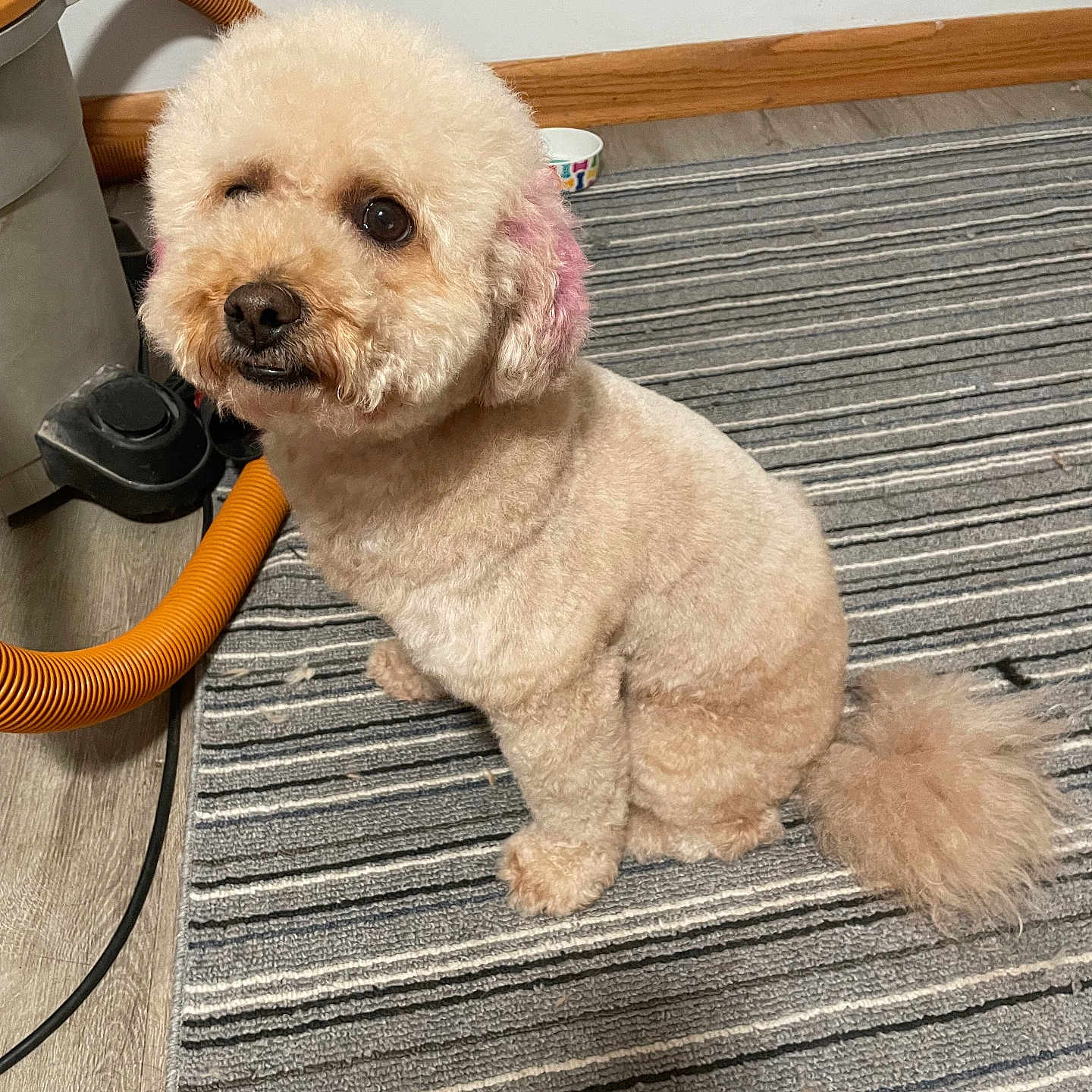 Hikaru is registered to the contest to win money with this photo: accessories, animal, canine, cockerspaniel, dog, dogbed, hardwood, homedecor, indoors, interiordesign, leash, pet, poodle, puppy, rug, slate, strap, terrier, whitedog, wood