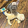 animal, companion, cute, dog, domestic_animal, ears_up, floor, french_bulldog, home, indoor, looking_at_camera, pet, playful, plush_toy, puppy, small_dog, standing, toy, wooden_floor, young