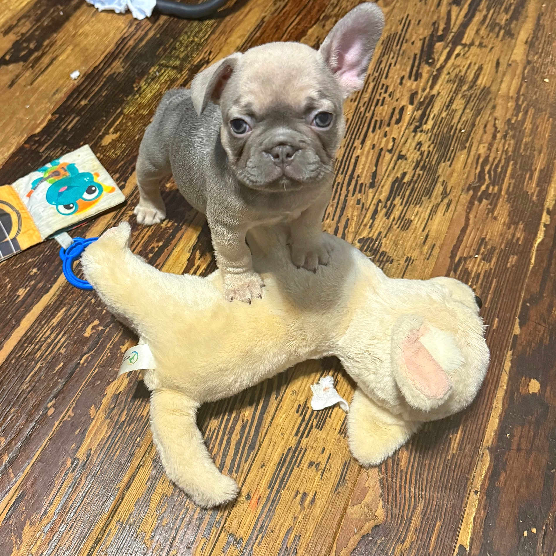 Star joined the competition — help win amazing prizes! animal, companion, cute, dog, domestic_animal, ears_up, floor, french_bulldog, home, indoor, looking_at_camera, pet, playful, plush_toy, puppy, small_dog, standing, toy, wooden_floor, young
