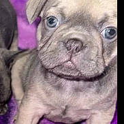 Star is registered to the contest to win money with this photo: animal, blanket, blue_eyes, close_up, cute, dog, face, fur, indoor, looking, nose, paw, pet, puppy, purple, sitting, small, soft, wrinkled_face, young