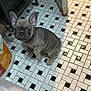 animal, companion, curious, cute, dog, domestic, ears, floor, flooring, french_bulldog, household, indoor, looking_up, mammal, pattern, pet, puppy, small, tiles, young