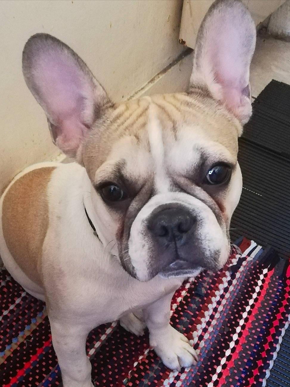 Manny a rejoint le concours — aidez-le/la à gagner de superbes lots ! bulldog, canidae, carnivore, companion_dog, dog, dog_breed, ear, eye, fawn, french_bulldog, mammal, non_sporting_group, nose, puppy, puppy_love, rare_breed_dog, skin, snout, toy_bulldog, vertebrate