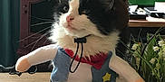 Moomoo is registered to the contest to win money with this photo: cat, costume, cowboy, hat, sheriff_badge, pet, fur, whiskers, table, indoor, plant, flower, decor, furniture, black_and_white, cute, animal, standing, portrait, domestic_animal
