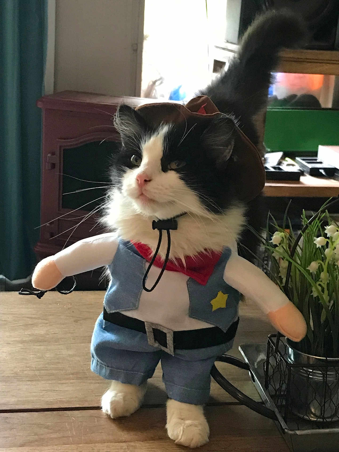 Moomoo