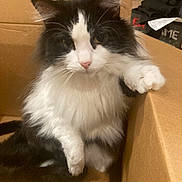 Moomoo is registered to the contest to win money with this photo: cat, black_and_white, fluffy, cardboard_box, pet, paw, indoor, animal, feline, cute, relaxed, fur, whiskers, pink_nose, sitting, domestic, box, curious, soft, companion