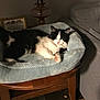 Moomoo joined the competition — help win amazing prizes! cat, black_and_white, pet_bed, wooden_table, lamp, framed_art, home_decor, cozy, indoor, furniture, relaxing, animal, floor, couch, comfort, soft, resting, feline, living_room, quiet