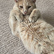 Buttercup is registered to the contest to win money with this photo: cat, beige_cat, fluffy_fur, lying_down, carpet, indoor, pet, cute, relaxed, paws, feline, animal, whiskers, ears, fur_pattern, domestic_cat, resting, closeup, soft_texture, curious