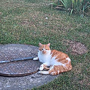 Rafia a rejoint le concours — aidez-le/la à gagner de superbes lots ! cat, orange_and_white_cat, grass, manhole_cover, outdoor, relaxed, animal, pet, nature, greenery, plants, fur, resting, mammal, whiskers, paws, tail, calm, daylight, ground