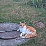 cat, orange_and_white_cat, grass, manhole_cover, outdoor, relaxed, animal, pet, nature, greenery, plants, fur, resting, mammal, whiskers, paws, tail, calm, daylight, ground