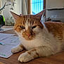 Rafia a rejoint le concours — aidez-le/la à gagner de superbes lots ! cat, ginger_cat, white_cat, pet, animal, feline, table, wooden_table, indoor, home, relaxing, close_up, fur, whiskers, window, natural_light, kitchen, domestic, cute, resting