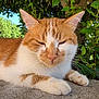 Rafia participe au concours pour gagner de l'argent avec cette photo : cat, orange_and_white, feline, animal, outdoor, nature, greenery, tree, relaxed, resting, sleepy, whiskers, fur, paws, close_up, sunlight, serene, quiet, peaceful, stone_surface