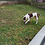 Paco participe au concours pour gagner de l'argent avec cette photo : dog, grass, yard, fence, flower_pots, outdoor, pet, canine, brown_and_white, sniffing, sunny, nature, greenery, backyard, playful, animal, daylight, garden, leisure, curious