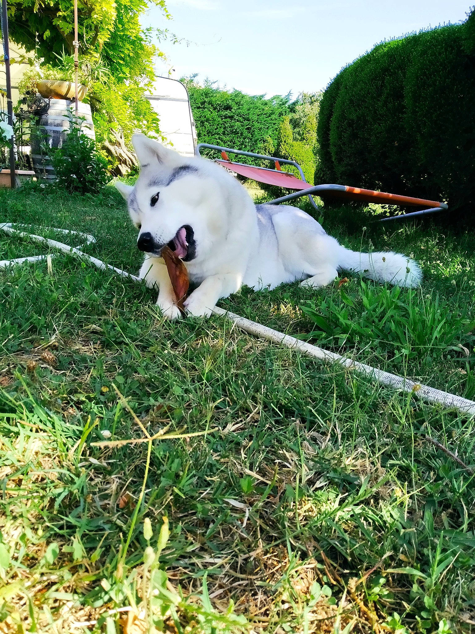 Nayla a rejoint le concours — aidez-le/la à gagner de superbes lots ! canidae, carnivore, companion_dog, dog, dog_breed, grass, grassland, lawn, non_sporting_group, pasture, plant, sitting, sky, sporting_group, tail, tree, working_animal, working_dog, yard