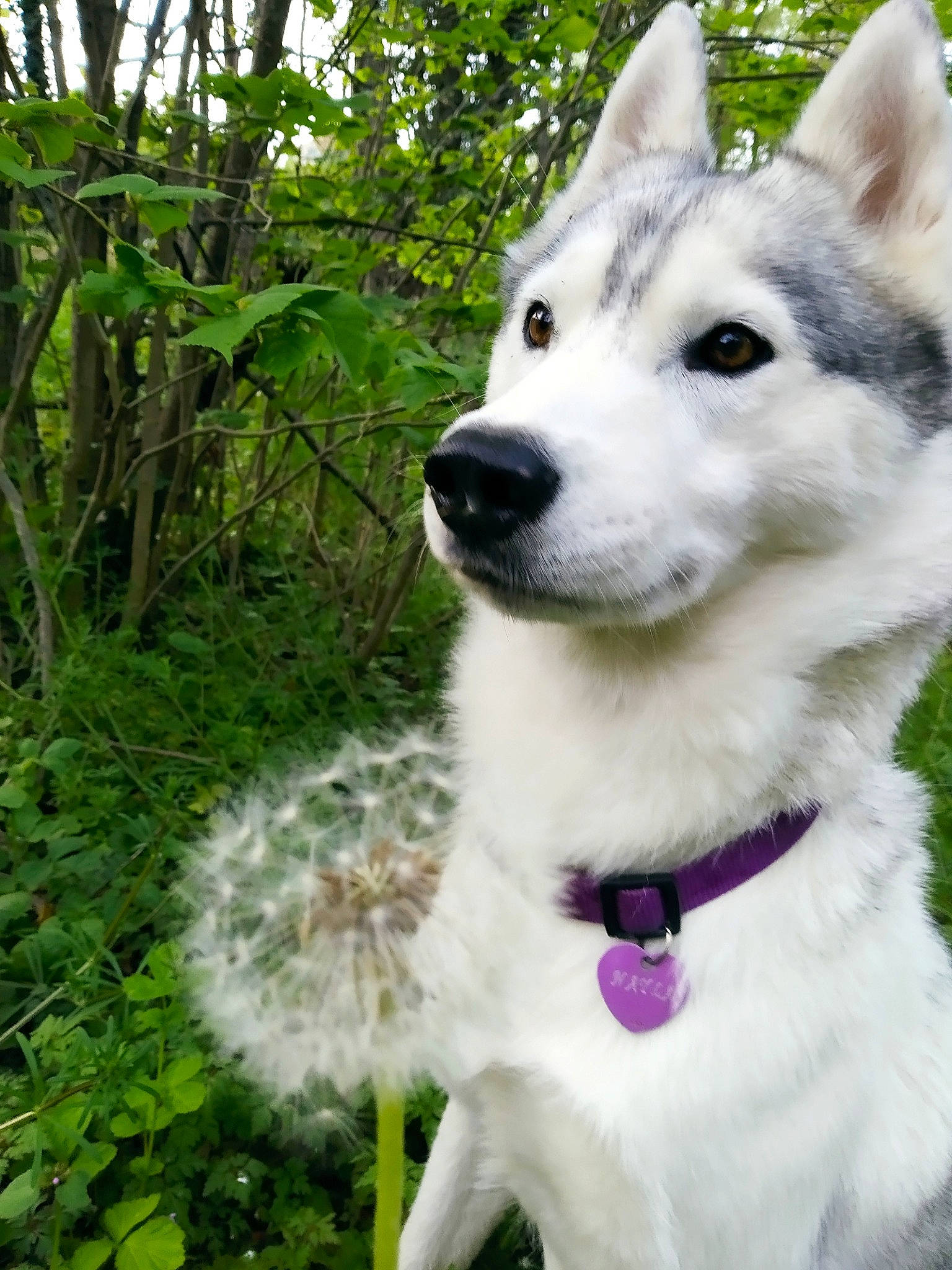Nayla a rejoint le concours — aidez-le/la à gagner de superbes lots ! ancient_dog_breeds, canidae, canis, carnivore, collar, companion_dog, dog, dog_breed, dog_collar, fur, grass, plant, siberian_husky, sled_dog, terrestrial_animal, terrestrial_plant, whiskers, wolf, working_animal, working_dog