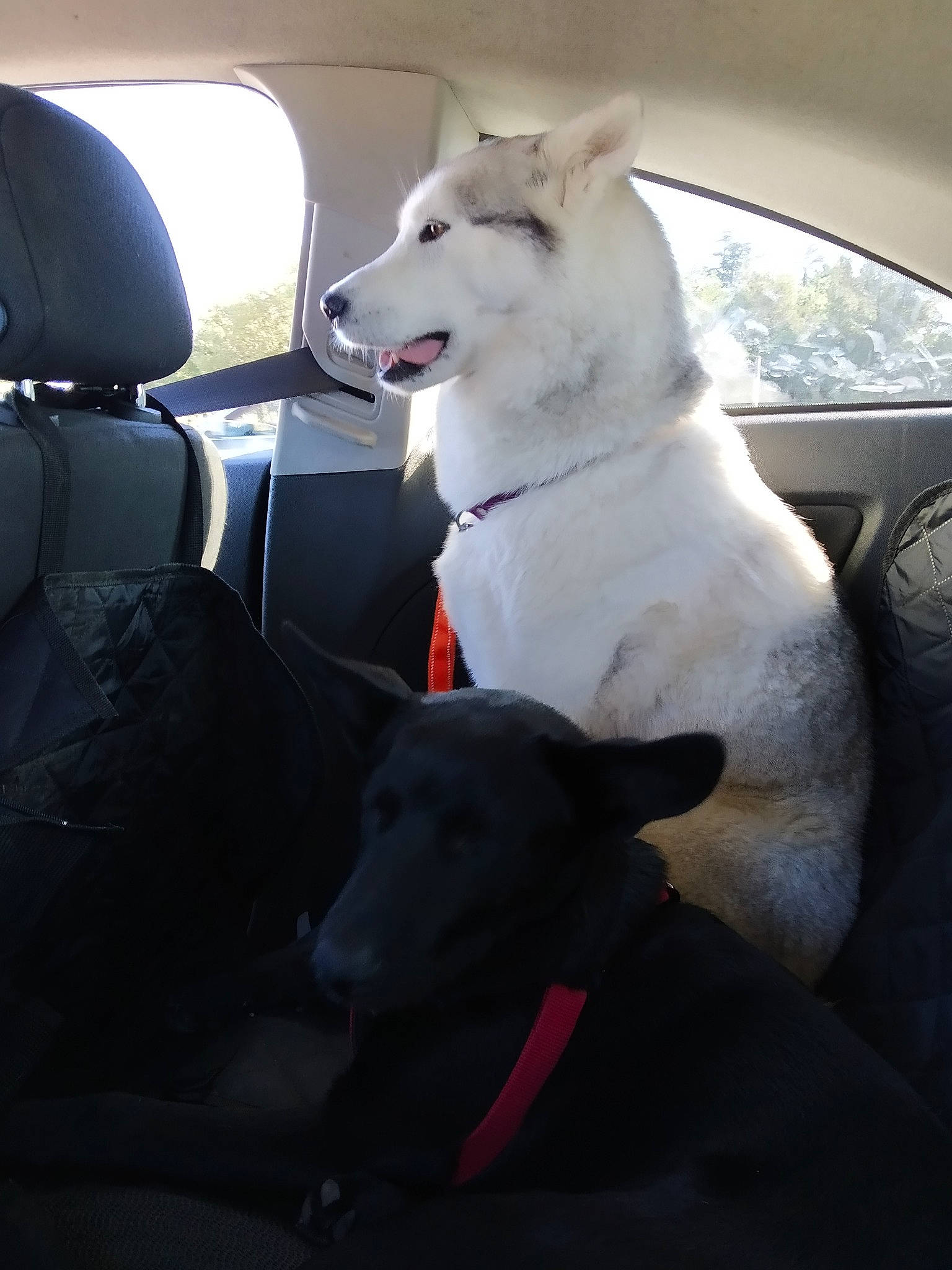 Nayla participe au concours pour gagner de l'argent avec cette photo : automotive_exterior, canidae, car, carnivore, collar, companion_dog, dog, dog_breed, dog_collar, family_car, head_restraint, non_sporting_group, snout, sporting_group, tire, vehicle, vehicle_door, window, windshield, working_animal