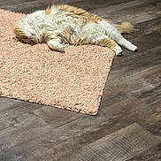 Prince Charming joined the competition — help win amazing prizes! cat, cozy, domestic_animal, feline, fluffy, fur, home, indoor, lying_down, orange_and_white, paws, peach_rug, pet, relaxed, resting, rug, sleepy, tail, whiskers, wooden_floor