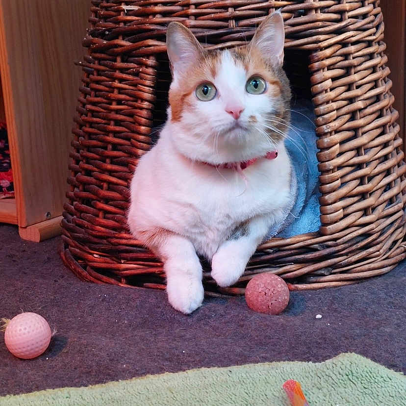 Nenette a rejoint le concours — aidez-le/la à gagner de superbes lots ! animal, ball, carpet, cat, cat_house, cozy, curious, cute, domestic, feline, fur, green_eyes, indoor, paws, pet, playful, resting, toy, whiskers, wicker