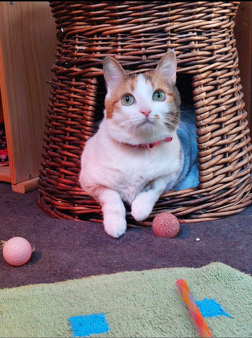 Nenette a rejoint le concours — aidez-le/la à gagner de superbes lots ! cat, wicker, cat_house, green_eyes, toy, ball, carpet, pet, indoor, feline, curious, playful, animal, whiskers, paws, cute, domestic, resting, cozy, fur