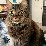 Osito joined the competition — help win amazing prizes! animal, blanket, cat, closeup, cozy, door, dresser, eyes, fluffy, fur, furniture, home, indoor, painting, pet, portrait, relaxed, soft, tabby, whiskers