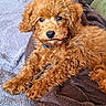 puppy, dog, curly_fur, brown_fur, blue_collar, blanket, soft_texture, indoor, pet, cute, animal, close_up, resting, fur, mammal, young_dog, adorable, domestic_animal, relaxing, looking_at_camera