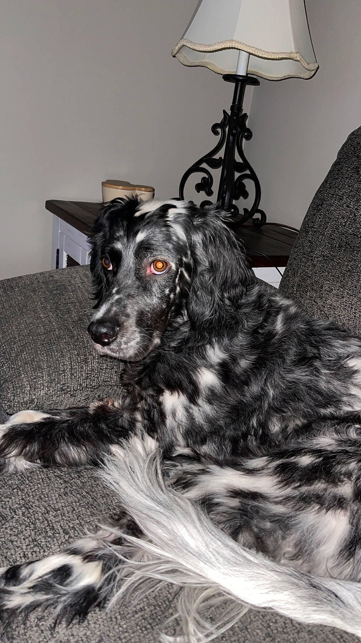 Storm joined the competition — help win amazing prizes! canidae, carnivore, companion_dog, dog, dog_breed, flooring, fur, grey, gun_dog, lamp, lampshade, light_fixture, monochrome, monochrome_photography, room, snout, spaniel, sporting_group, whiskers, working_animal