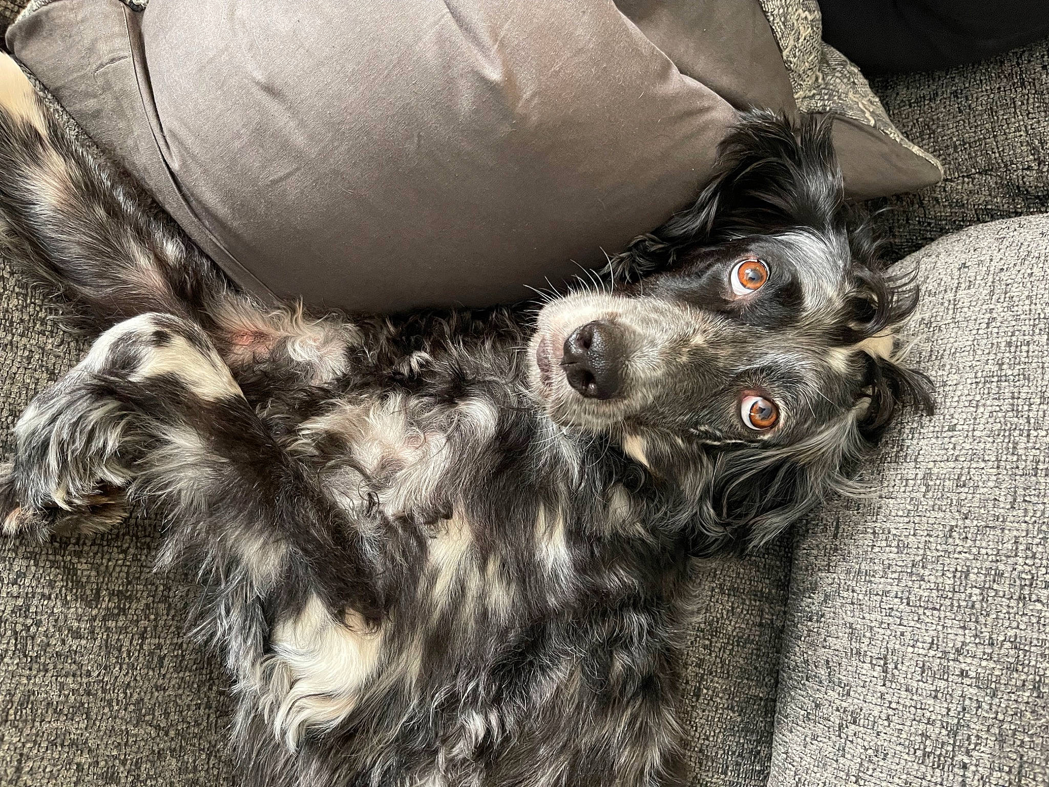 Storm joined the competition — help win amazing prizes! ball, canidae, carnivore, companion_dog, dog, dog_breed, dog_collar, fashion_accessory, fur, grey, human_leg, paw, scottish_terrier, snout, spaniel, sporting_group, terrier, toy_dog, whiskers, working_animal