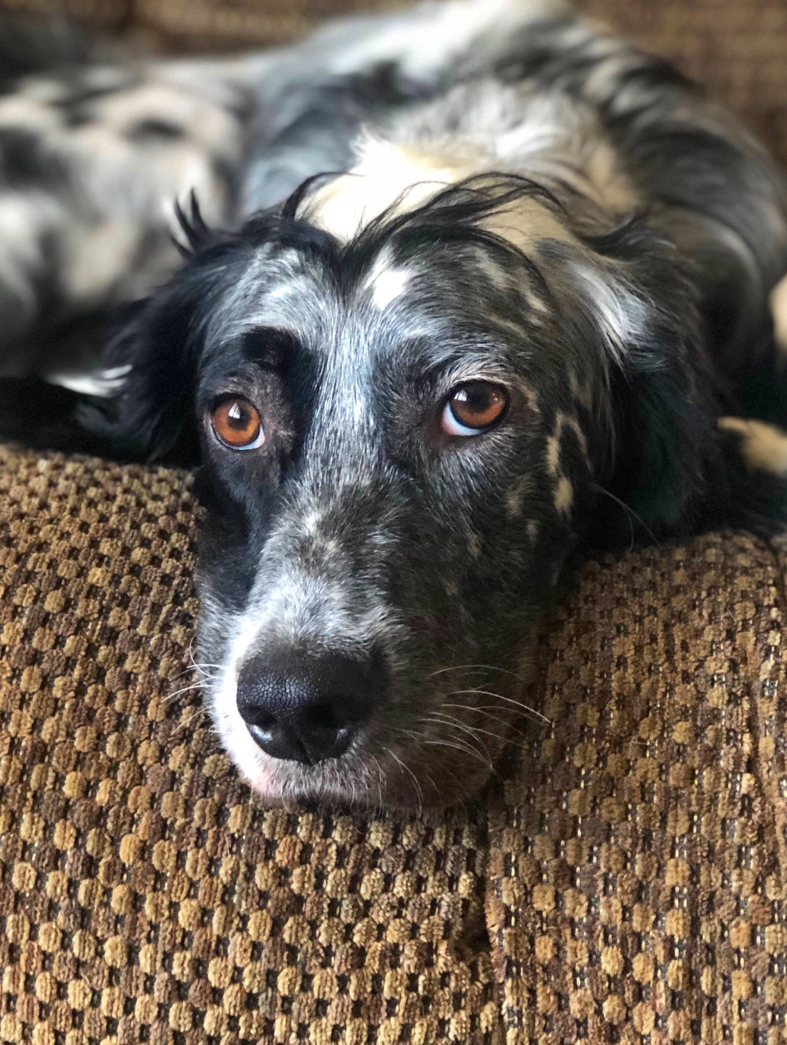 Storm joined the competition — help win amazing prizes! borador, canidae, carnivore, companion_dog, dog, dog_breed, fur, gun_dog, herding_dog, liver, snout, spaniel, sporting_group, terrestrial_animal, whiskers, working_animal, working_dog