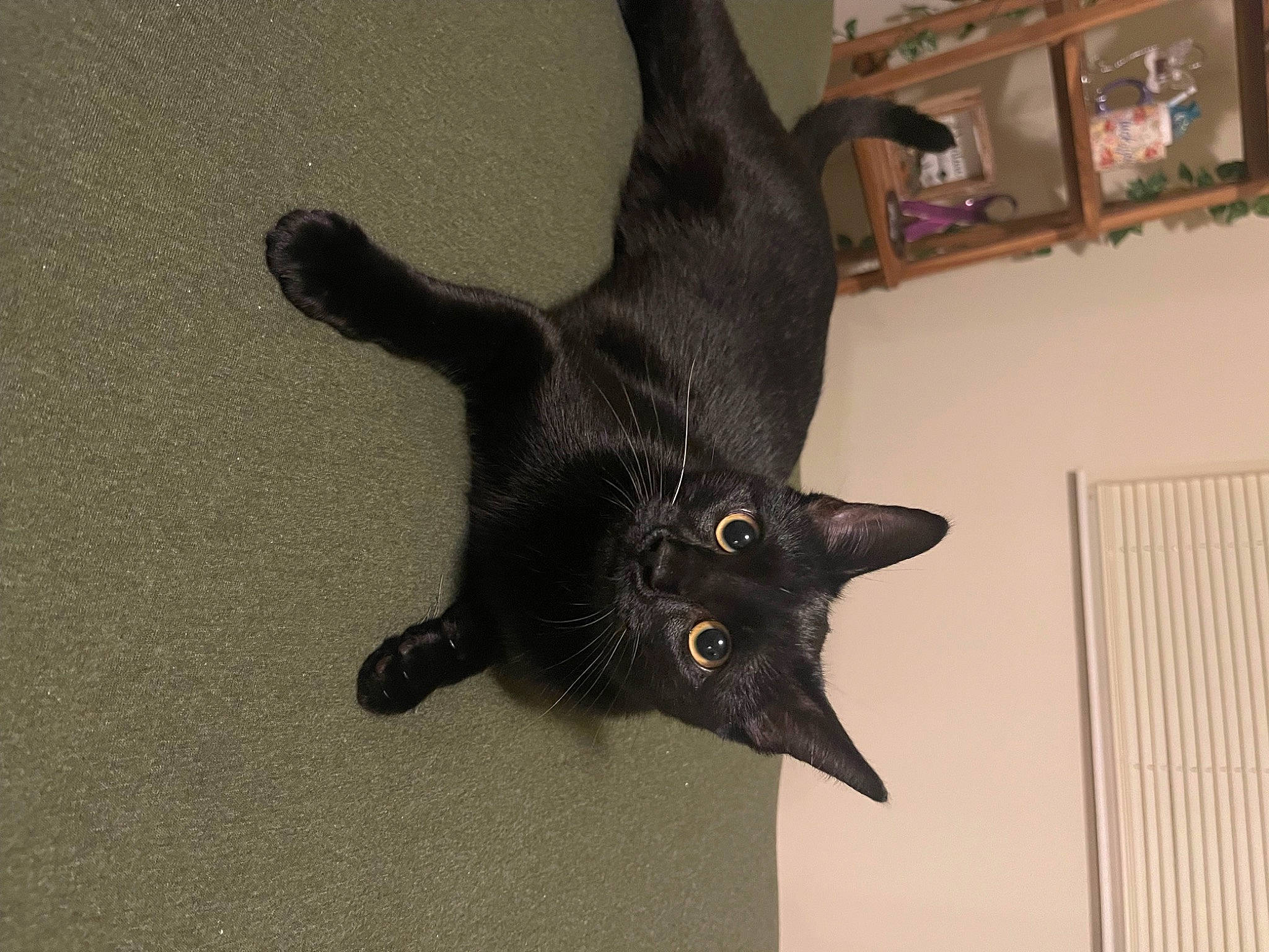 Stella is registered to the contest to win money with this photo: black_cat, bombay, carnivore, cat, claw, domestic_short_haired_cat, felidae, flooring, fur, picture_frame, small_to_medium_sized_cats, snout, tail, terrestrial_animal, whiskers