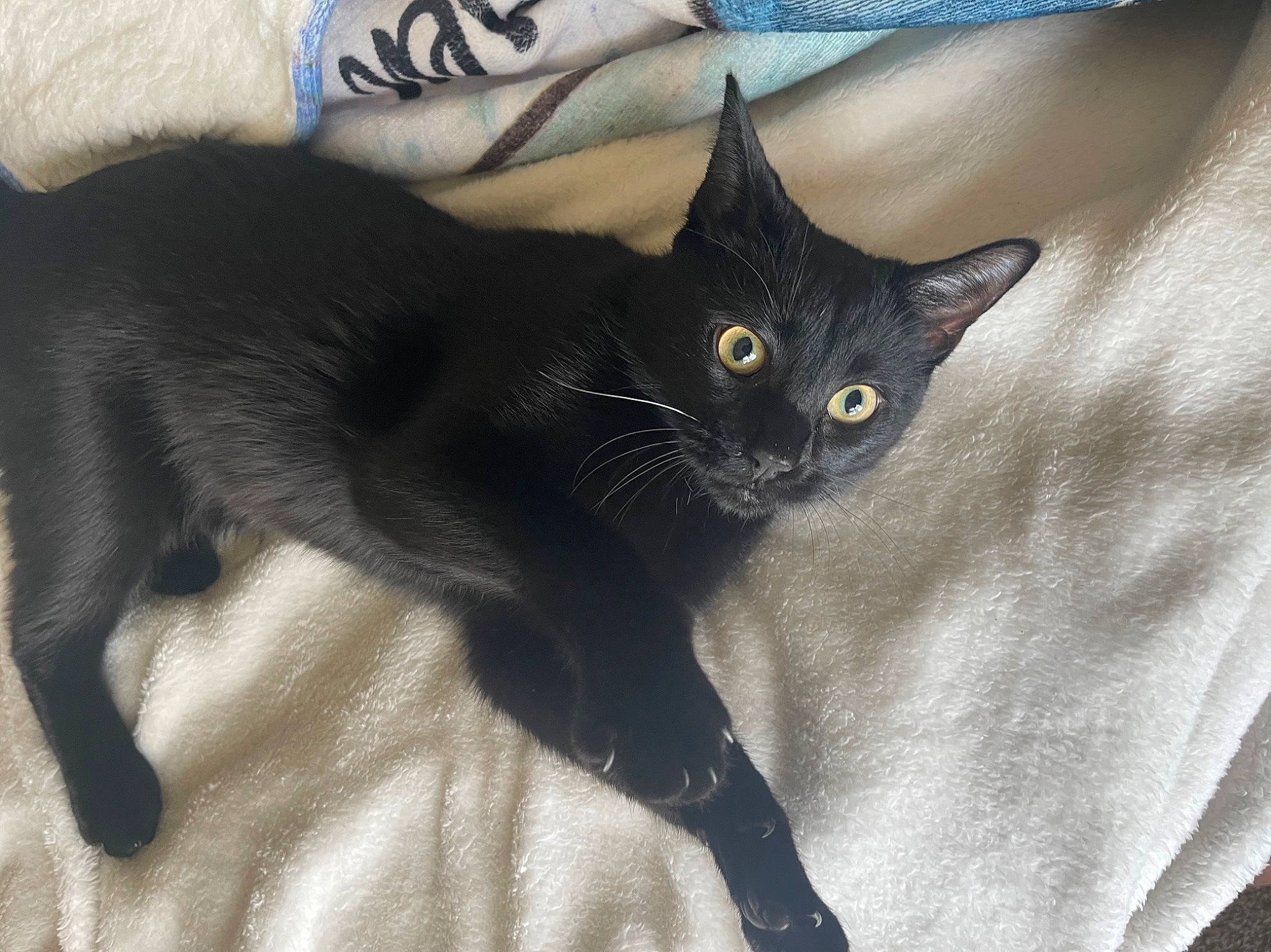 Stella is registered to the contest to win money with this photo: black_cat, carnivore, cat, claw, comfort, domestic_short_haired_cat, felidae, fur, grey, havana_brown, small_to_medium_sized_cats, snout, tail, whiskers