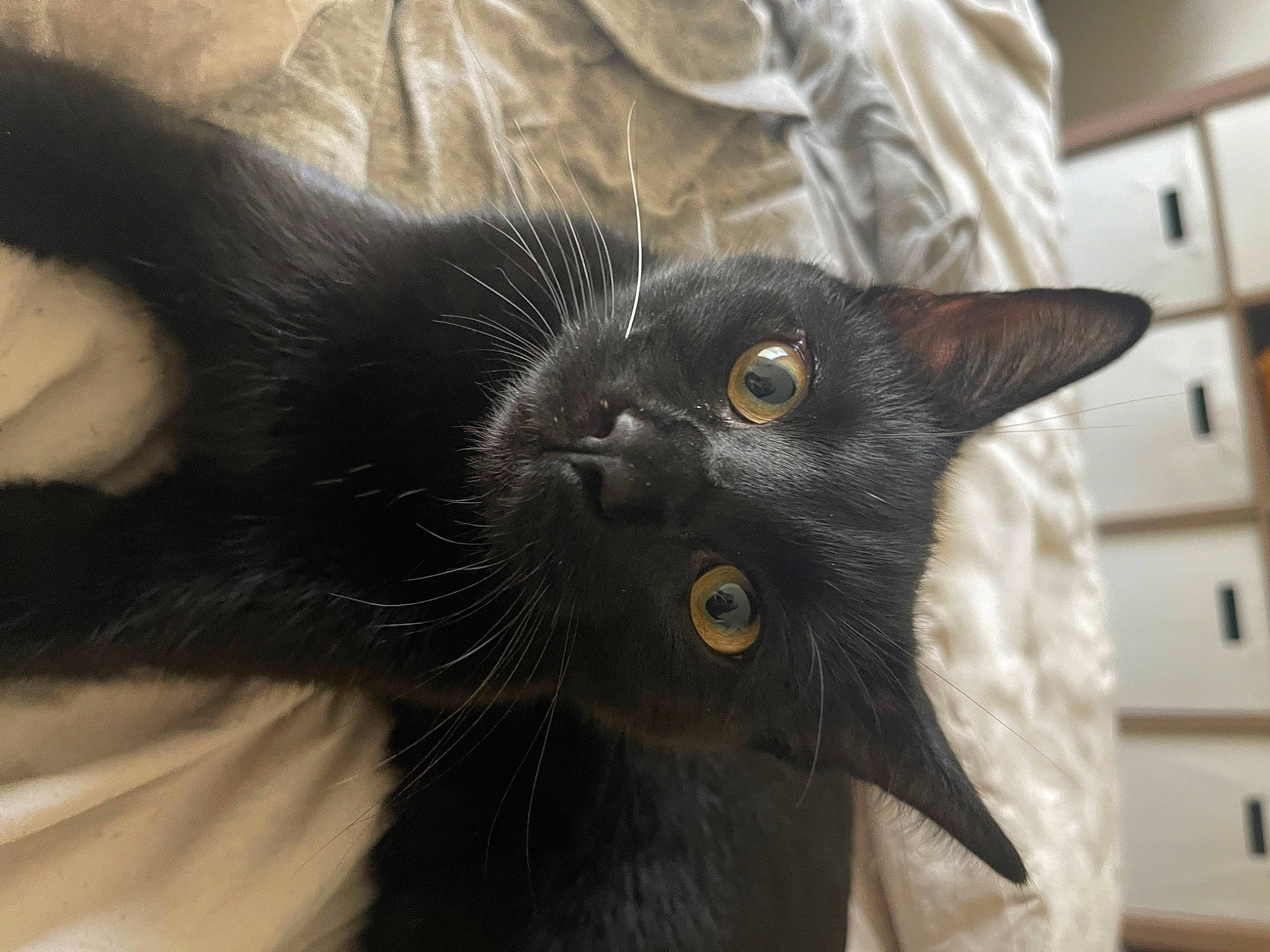 Stella joined the competition — help win amazing prizes! black_cat, bombay, cabinetry, carnivore, cat, chest_of_drawers, claw, comfort, domestic_short_haired_cat, drawer, ear, felidae, fur, grey, paw, small_to_medium_sized_cats, snout, whiskers, window