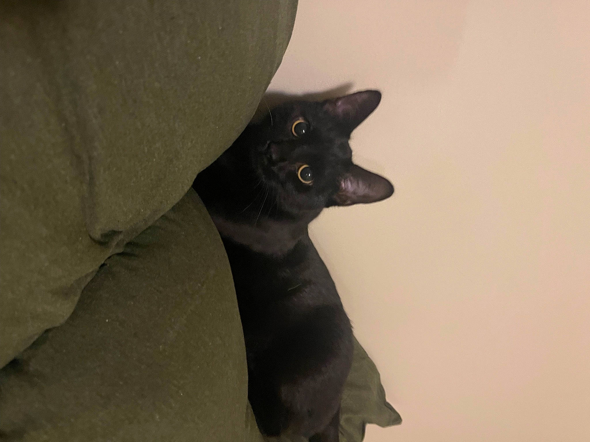Stella joined the competition — help win amazing prizes! black_cat, bombay, carnivore, cat, domestic_short_haired_cat, felidae, fur, grey, small_to_medium_sized_cats, terrestrial_animal, whiskers, window
