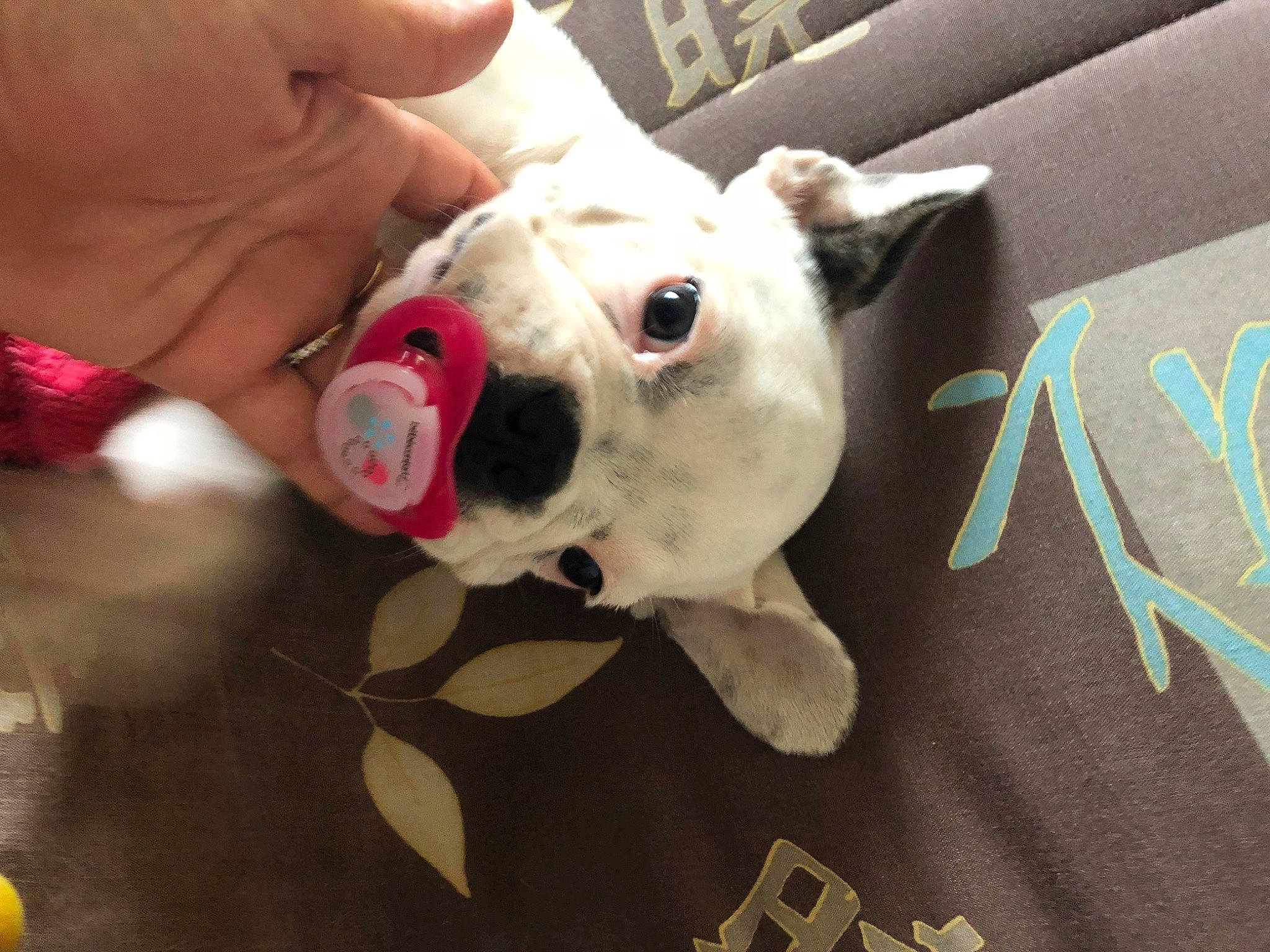 Ohara participe au concours pour gagner de l'argent avec cette photo : american_bulldog, bulldog, canidae, carnivore, companion_dog, dog, dog_breed, fawn, french_bulldog, mammal, non_sporting_group, nose, snout, toy_bulldog
