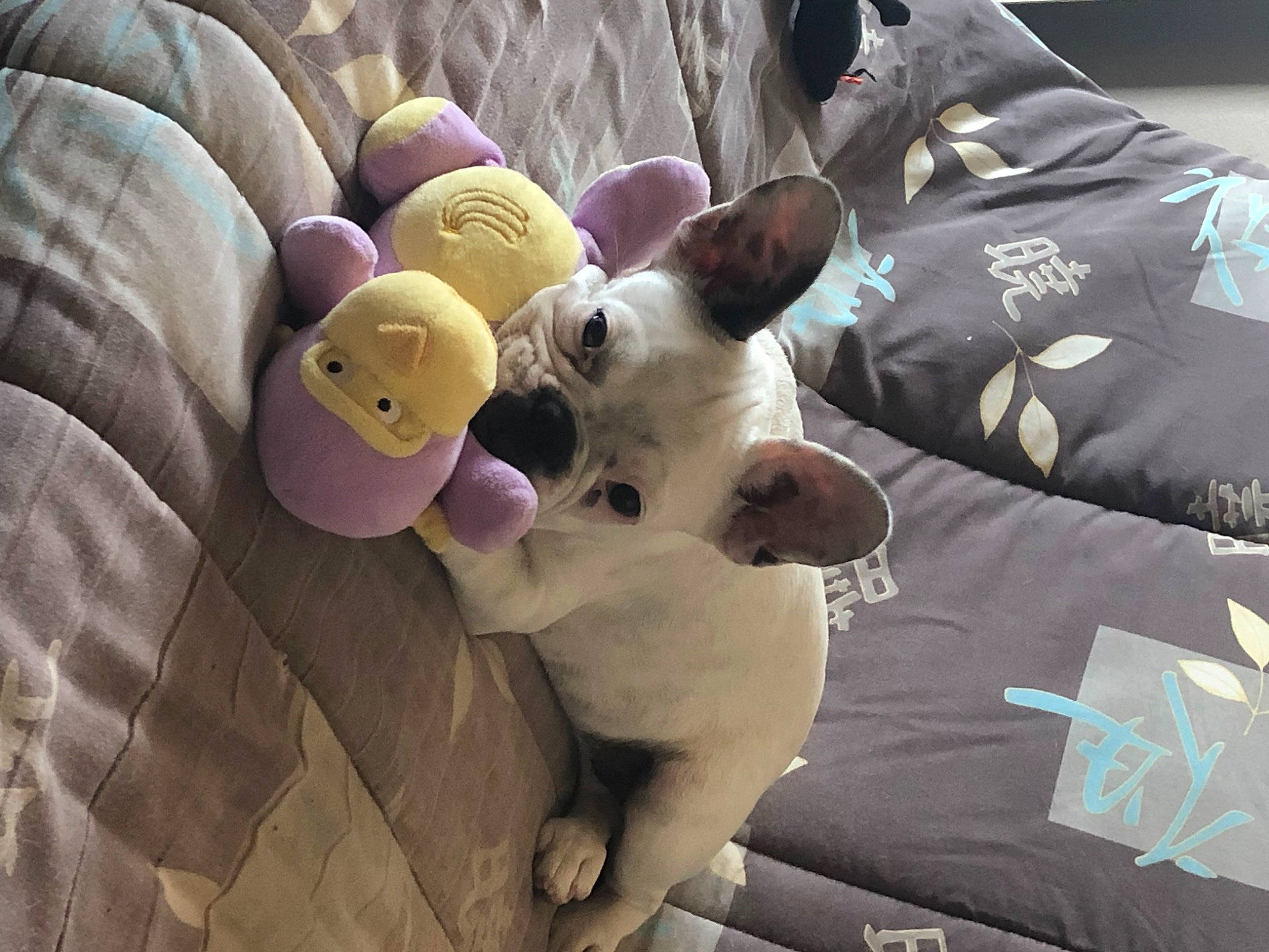 Ohara participe au concours pour gagner de l'argent avec cette photo : canidae, carnivore, dog, dog_breed, fawn, french_bulldog, non_sporting_group, plush, stuffed_toy