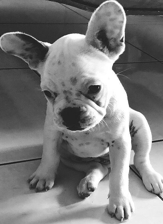 Ohara participe au concours pour gagner de l'argent avec cette photo : american_bulldog, ancient_dog_breeds, black_and_white, bull_and_terrier, canidae, carnivore, companion_dog, dog, dog_breed, ear, fawn, french_bulldog, mammal, non_sporting_group, puppy, rare_breed_dog, snout, tail, toy_bulldog, vertebrate