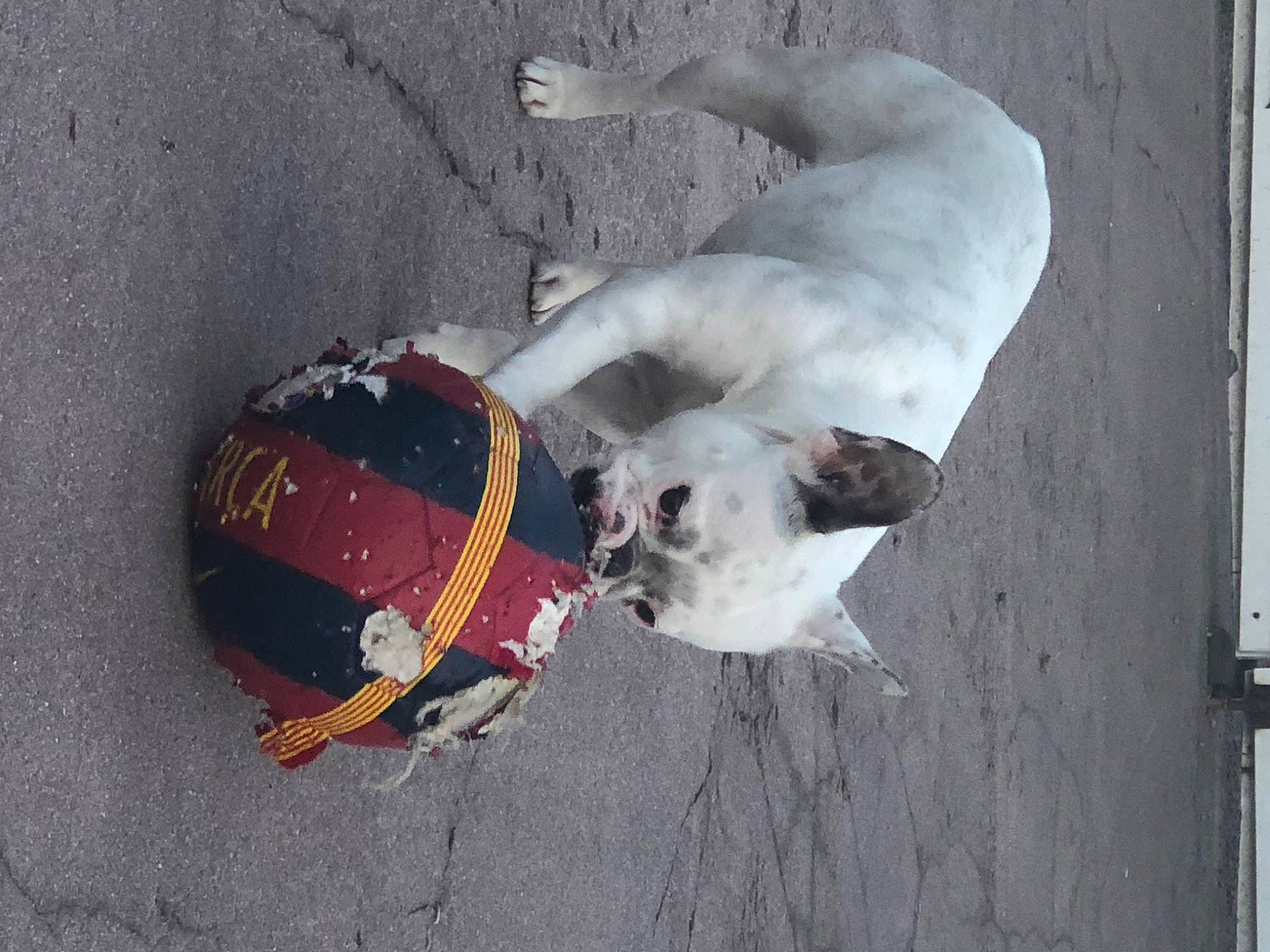 Ohara participe au concours pour gagner de l'argent avec cette photo : american_bulldog, bulldog, canidae, carnivore, dog, dog_breed, dogo_argentino, dogo_guatemalteco, fawn, non_sporting_group, old_english_bulldog, olde_english_bulldogge, pit_bull, snout, sporting_group, tail, valley_bulldog