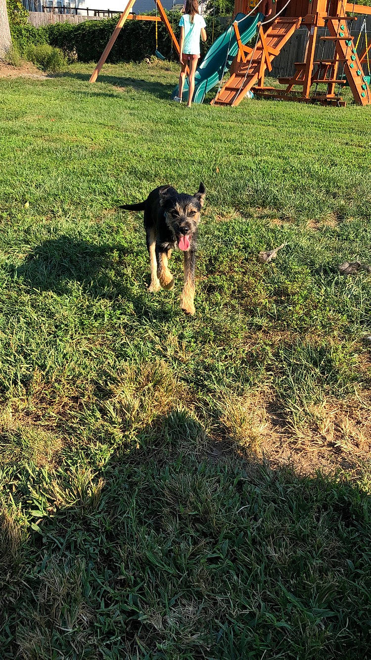 Oliver joined the competition — help win amazing prizes! canidae, carnivore, dog, dog_breed, german_shepherd_dog, grass, green, lawn, mammal, plant, puppy, soil, sporting_group, welsh_terrier, working_dog