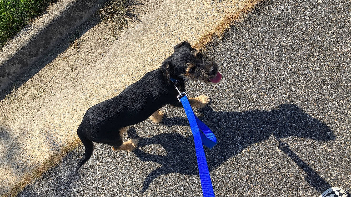 Oliver joined the competition — help win amazing prizes! canidae, carnivore, dog, dog_breed, formosan_mountain_dog, guard_dog, leash, patterdale_terrier, shadow, sporting_group, tail, working_dog