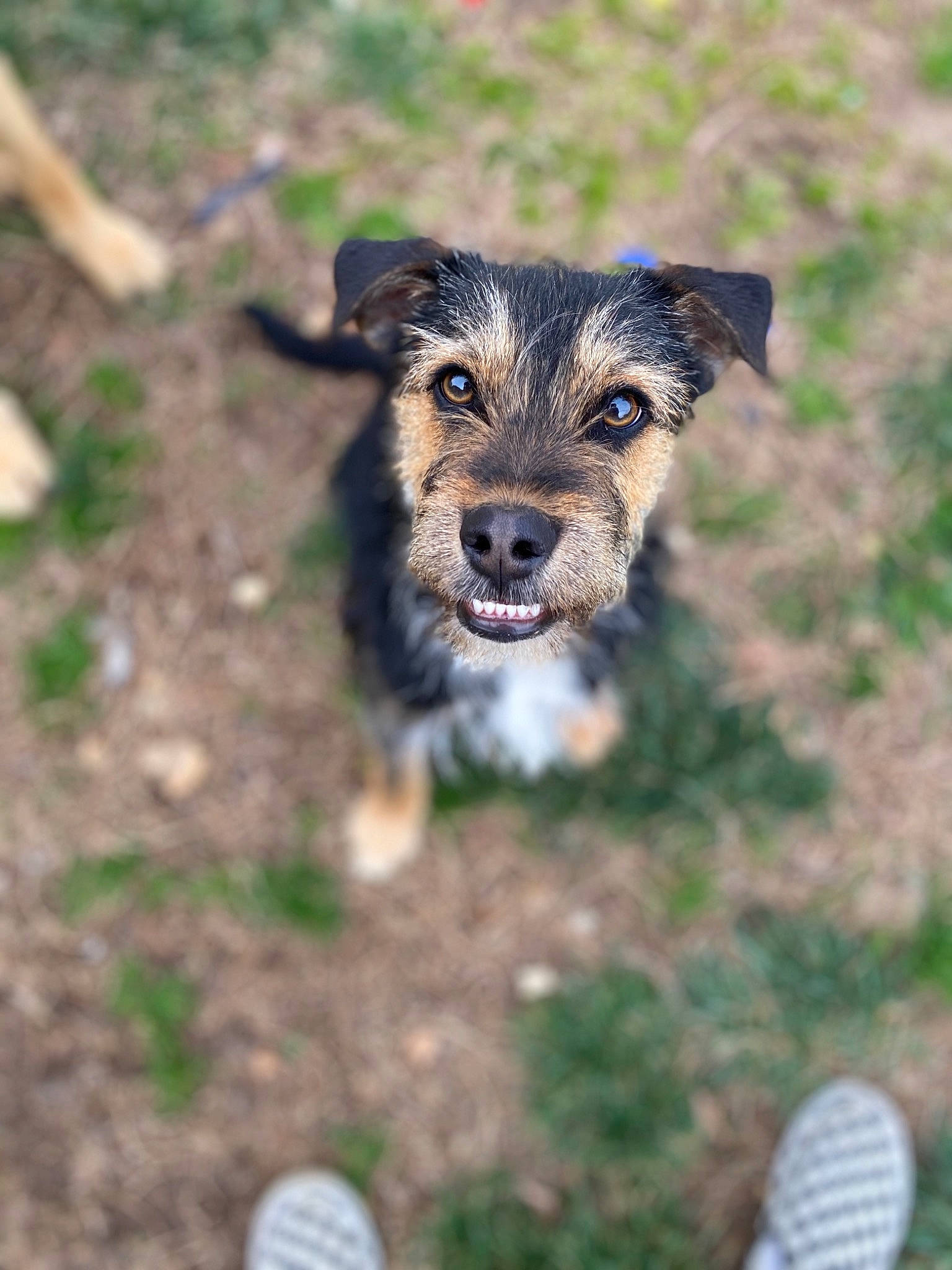 Oliver joined the competition — help win amazing prizes! black_and_tan_terrier, canidae, carnivore, companion_dog, dog, dog_breed, grass, mammal, puppy, rare_breed_dog, snout, sporting_group, terrier, vertebrate, welsh_terrier, working_terrier