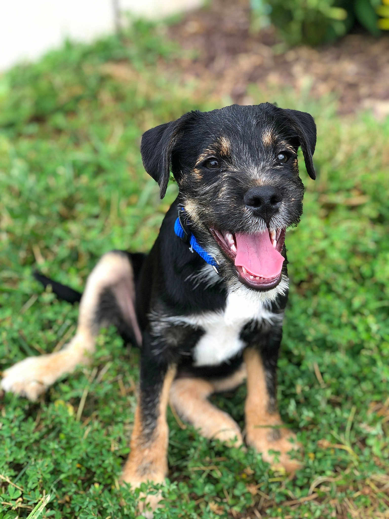 Oliver