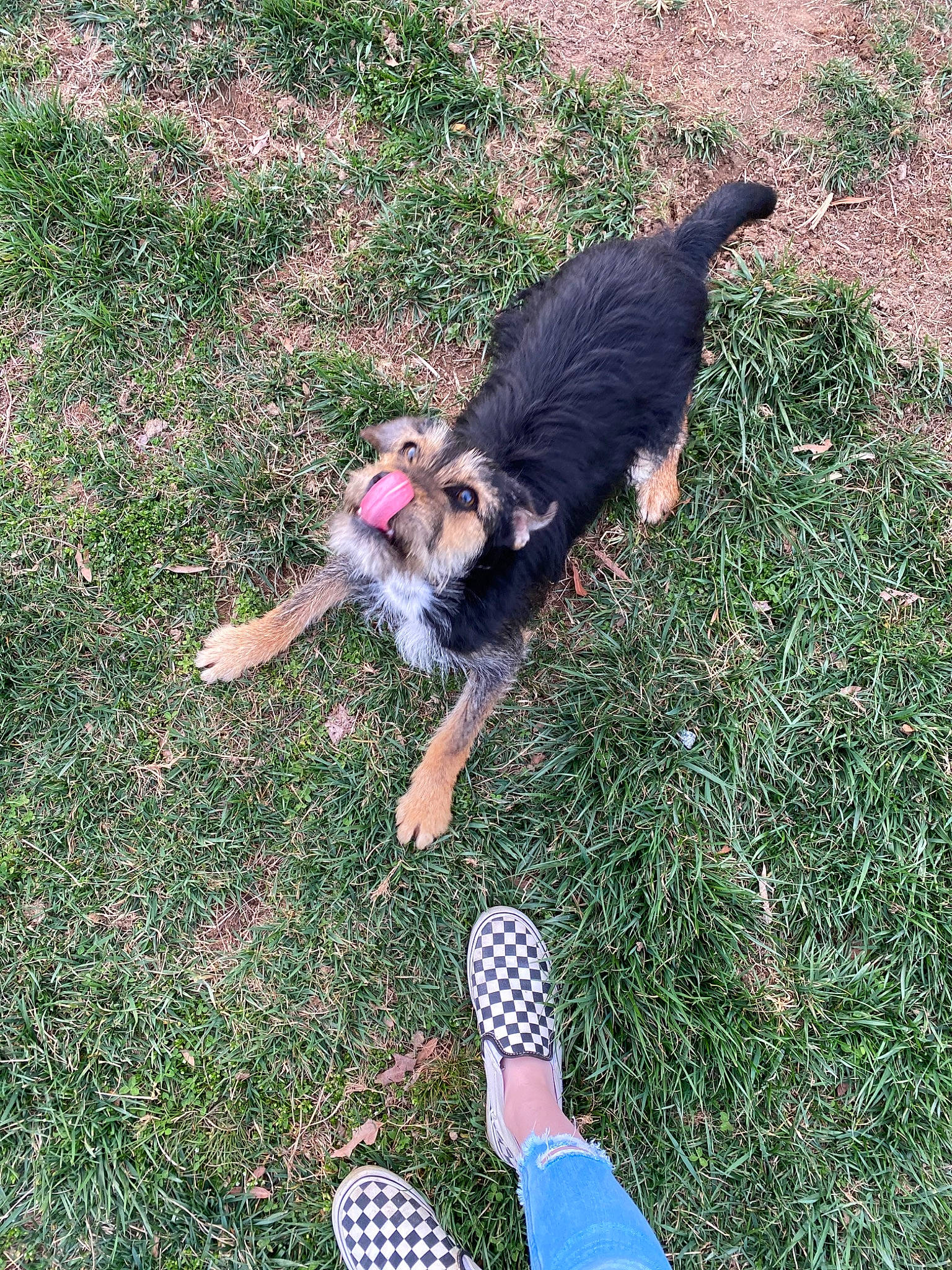 Oliver is registered to the contest to win money with this photo: canidae, carnivore, companion_dog, dog, dog_breed, grass, mammal, sporting_group, tail, vertebrate, working_dog