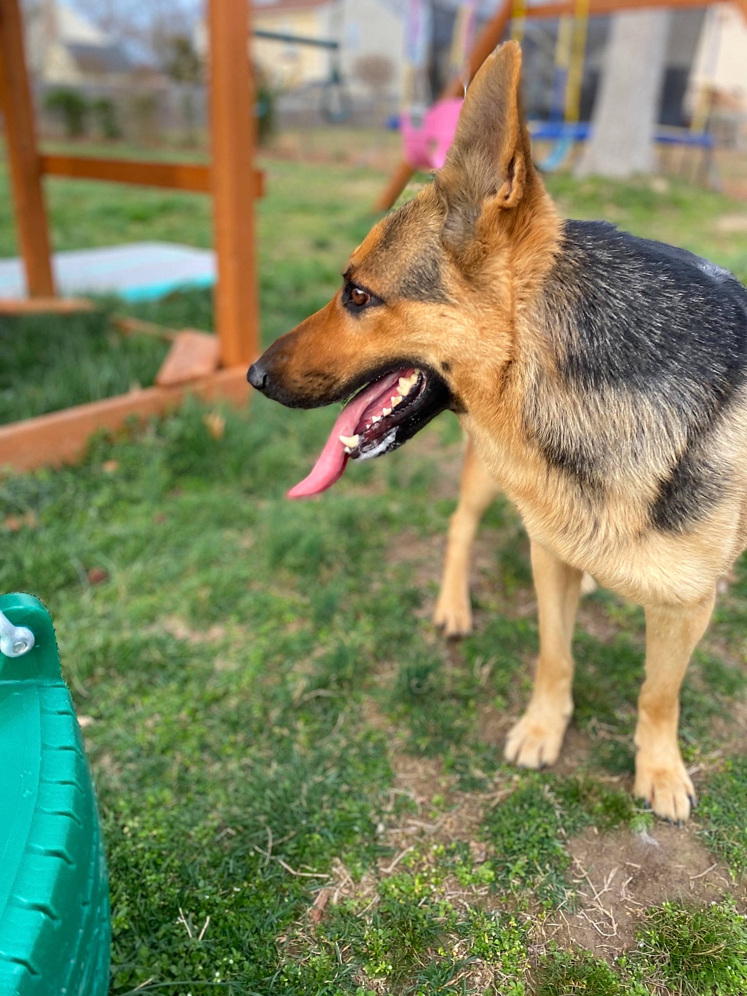 Kilo joined the competition — help win amazing prizes! canidae, canis, carnivore, czechoslovakian_wolfdog, dog, dog_breed, east_european_shepherd, fawn, german_shepherd_dog, king_shepherd, kunming_wolfdog, mammal, rare_breed_dog, saarloos_wolfdog, shiloh_shepherd_dog, snout, vertebrate, wolfdog, working_dog