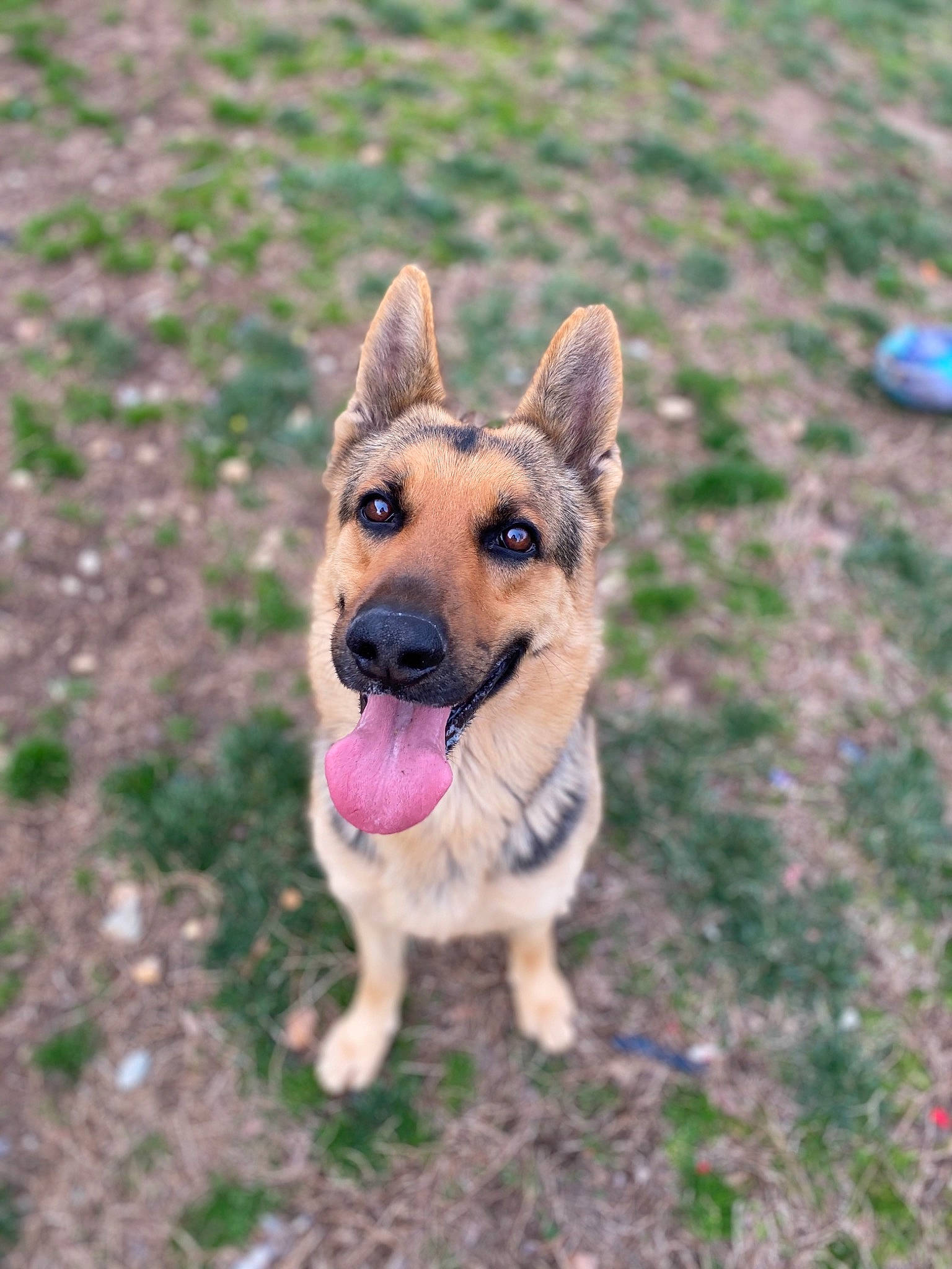 Kilo joined the competition — help win amazing prizes! belgian_shepherd_malinois, canidae, carnivore, carolina_dog, companion_dog, dog, dog_breed, east_european_shepherd, fawn, german_shepherd_dog, king_shepherd, kunming_wolfdog, mammal, old_german_shepherd_dog, rare_breed_dog, shiloh_shepherd_dog, snout, vertebrate, working_dog