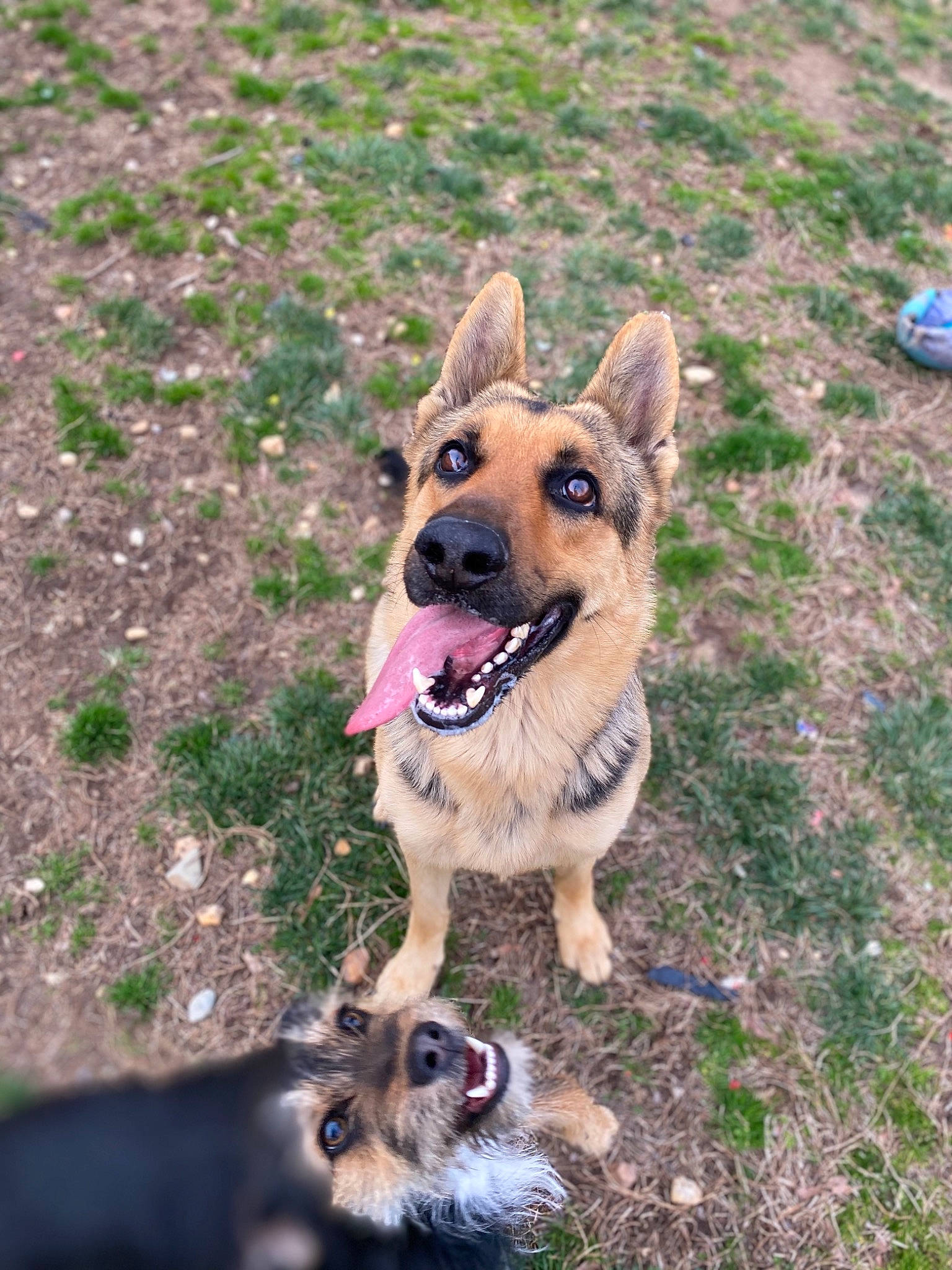 Kilo joined the competition — help win amazing prizes! belgian_shepherd_malinois, canidae, carnivore, dog, dog_breed, east_european_shepherd, fawn, flower, german_shepherd_dog, grass, king_shepherd, kunming_wolfdog, mammal, old_german_shepherd_dog, police_dog, rare_breed_dog, shiloh_shepherd_dog, snout, vertebrate, working_dog
