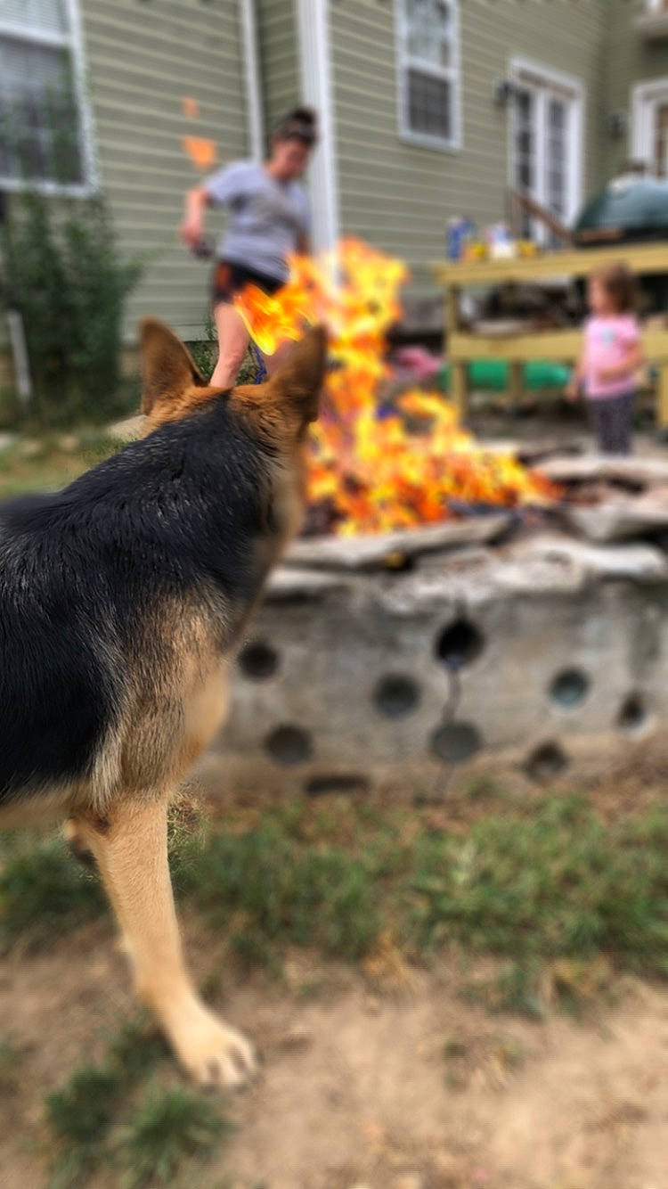 Kilo is registered to the contest to win money with this photo: canidae, canis, carnivore, dog, dog_breed, east_european_shepherd, german_shepherd_dog, herding_dog, king_shepherd, kunming_wolfdog, mammal, old_german_shepherd_dog, police_dog, shiloh_shepherd_dog, snout, tail, tree, vertebrate, wolfdog, working_dog